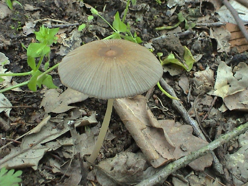 Vari funghi primaverili